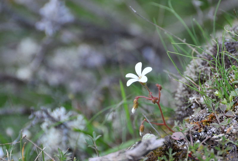 Saxifraga corsica /  sassifraga sardo-corsa